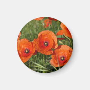 Aimant Coquelicots communs