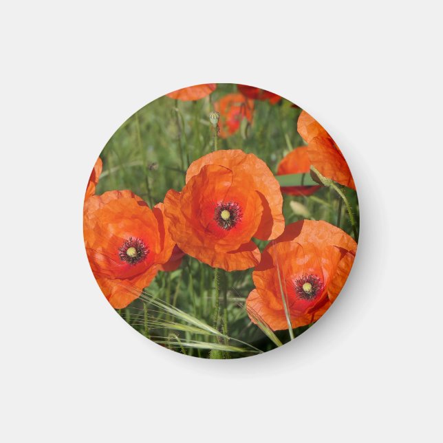 Aimant Coquelicots communs  (Devant)