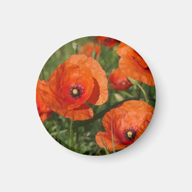 Aimant Coquelicots communs (Devant)