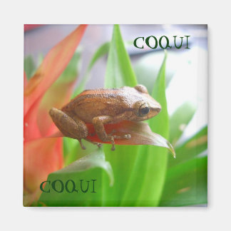 AIMANT COQUI