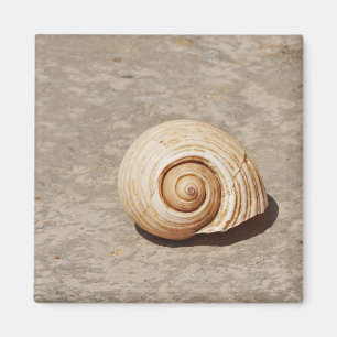 Aimant Coquillage