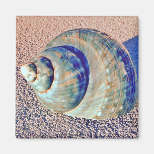 Aimant Coquillage de Welk de mer