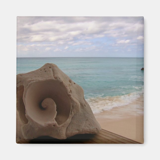 Aimant Coquillage sur la plage Photo (Devant)