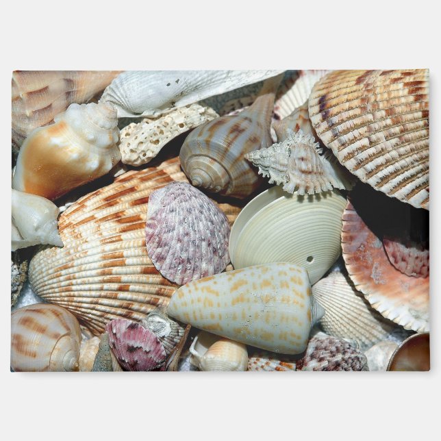 Aimant coquillages (Recto)