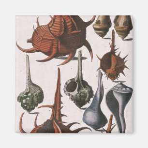 Aimant Coquillages Anciens, Vie Marine, Coquilles de Mer 