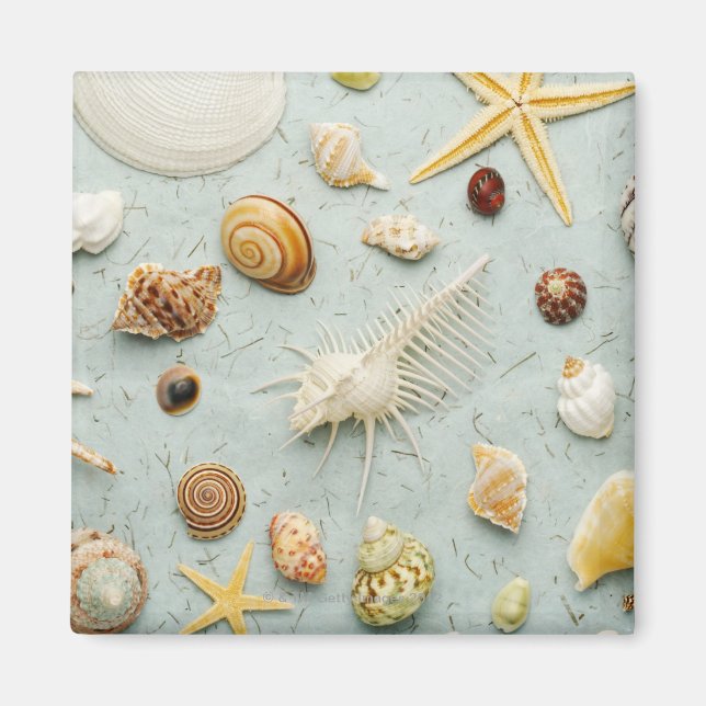 Aimant Coquillages assortés sur arrière - plan bleu (Devant)