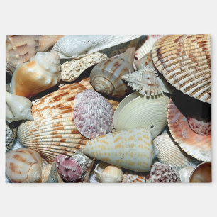 Aimant Coquillages ramassés sur la plage de l'île Sanibel