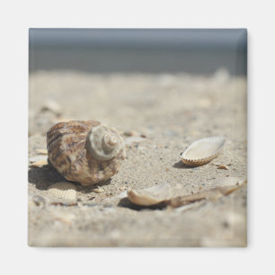 Aimant Coquillages sur le sable par la mer