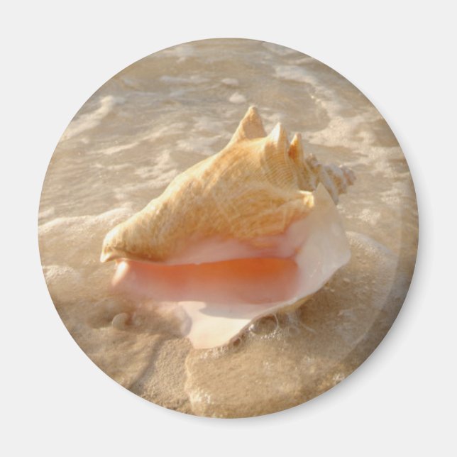 Aimant Coquille De Conche Dans Le Sable Sur La Plage Trop (Devant)