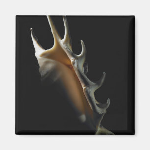 Aimant Coquille de cône