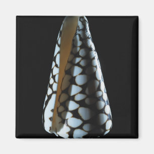 Aimant Coquille de cône 2