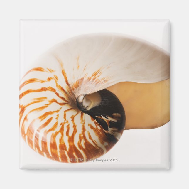 Aimant Coquille de Nautilus (Nautilus stenomphalus) (Devant)