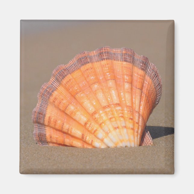 Aimant Coquille de Saint-Jacques| Crète, Grèce (Devant)