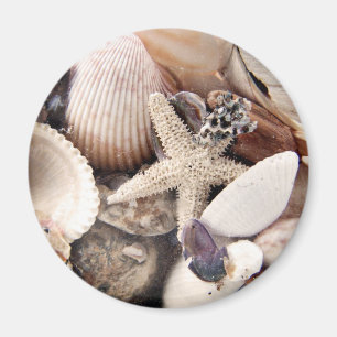 Aimant Coquilles de mer par le rivage