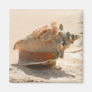 Aimant Coquilles de mer sur la plage