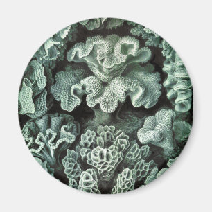 Aimant Corail