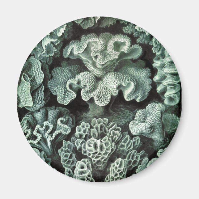 Aimant Corail (Devant)