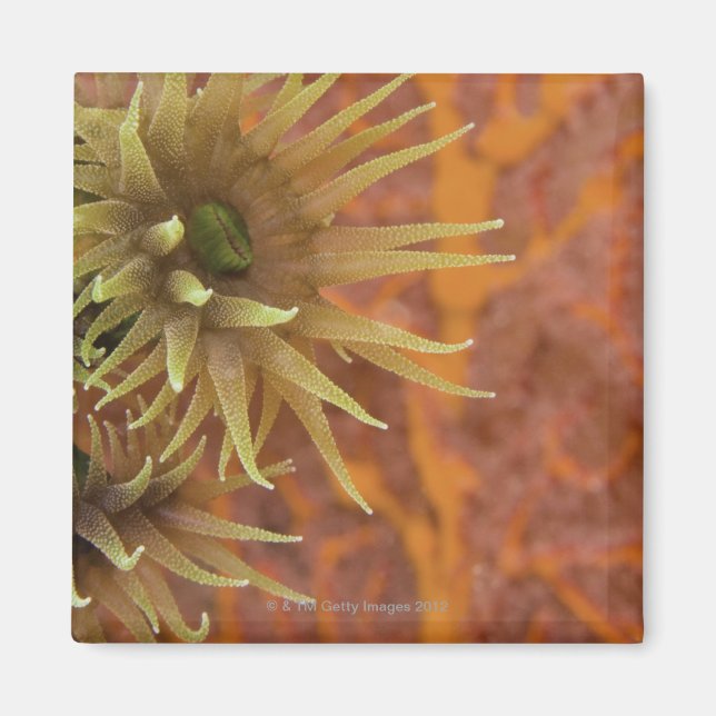 Aimant Corail de tasse orange (Devant)