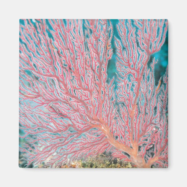 Aimant corail gorgonien 3 (Devant)