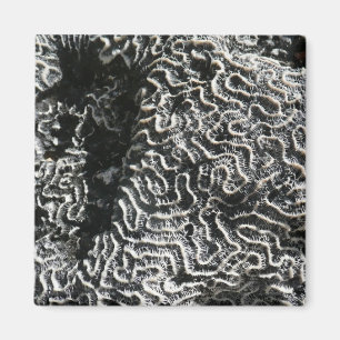 Aimant Corail noir et blanc I Abstrait Nature Photo