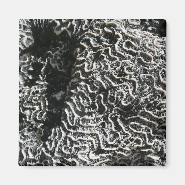 Aimant Corail noir et blanc I Abstrait Nature Photo (Devant)