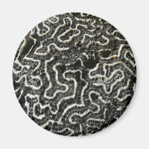 Aimant Corail noir et blanc II Abstrait Nature Photo