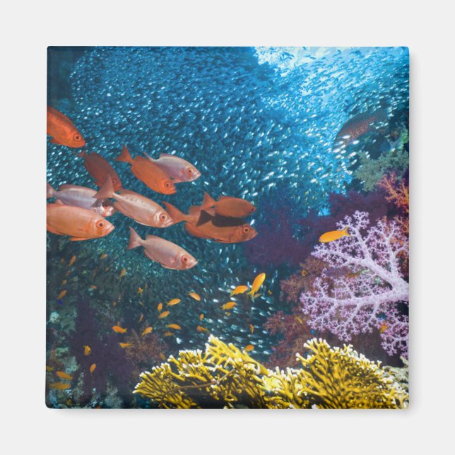 Aimant Coral Reef | Bigeye or Goggle-Eye (Devant)