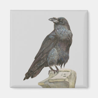 Aimant Corbeau