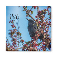 Corbeau dit bonjour 