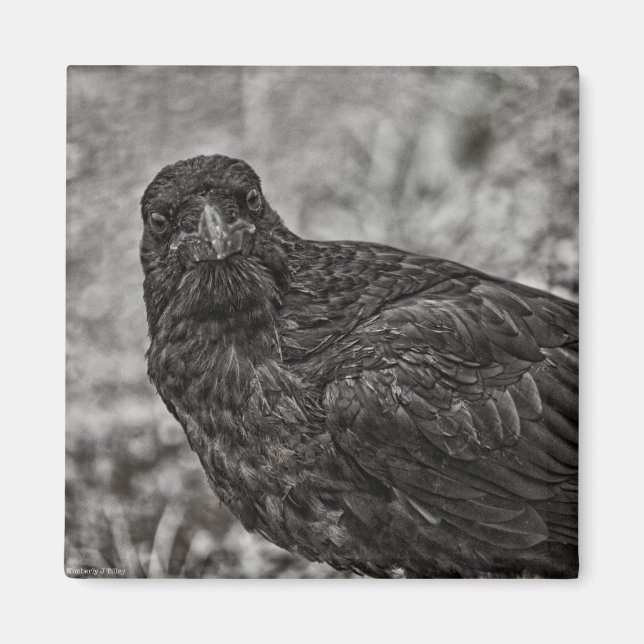Aimant Corbeau P9239 (Devant)
