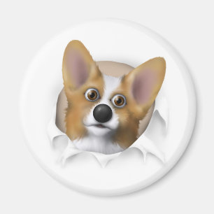 Aimant Corgi 1 de Gallois éclatant
