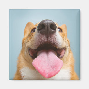 Aimant Corgi très heureux des images de Getty