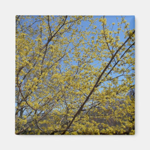 Aimant Cornelian Cherry