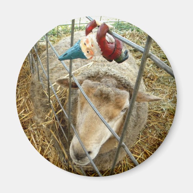 Aimant Cornelius et le mouton (Devant)