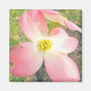 Aimant Cornouiller rose