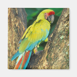 Aimant Costa Rica, Ara Ambigua, Great Green Macaw.