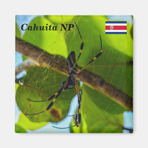 Aimant Costa Rica, Cahuita NP - Araignée d'or