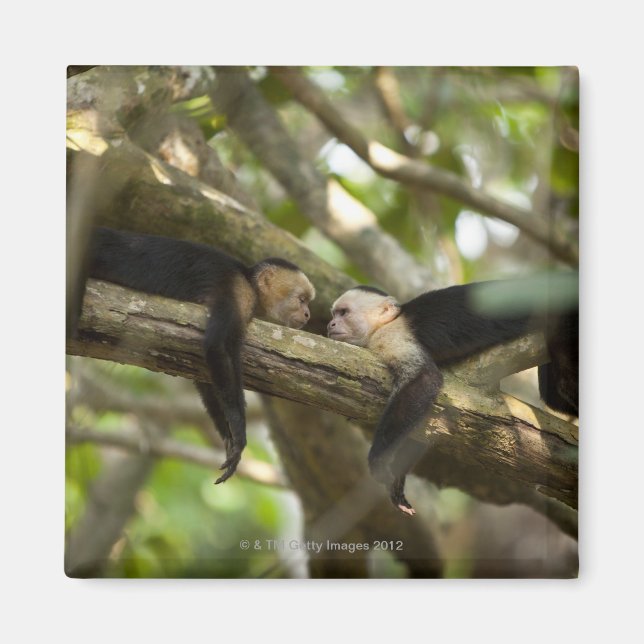 Aimant Costa Rica, Deux singes reposant sur l'arbre, allo (Devant)