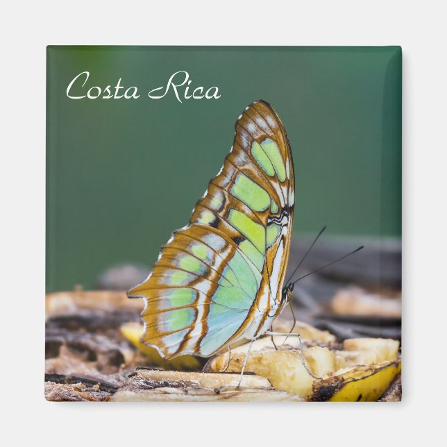 Aimant Costa Rica - papillon malachite (Devant)