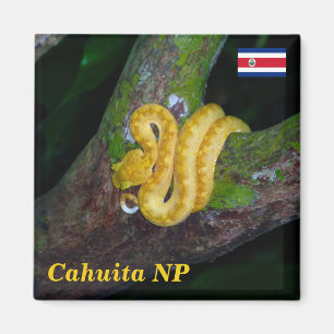 Aimant Costa Rica, Parc national de Cahuita - Viper Eyela