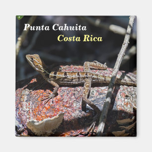 Aimant Costa Rica, Punta Cahuita - Basilisque femelle Liz