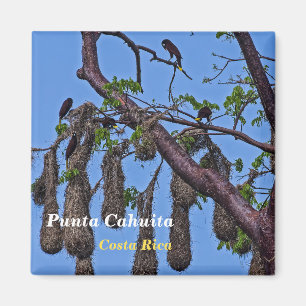 Aimant Costa Rica, Punta Cahuita - Psarocolius decumanus