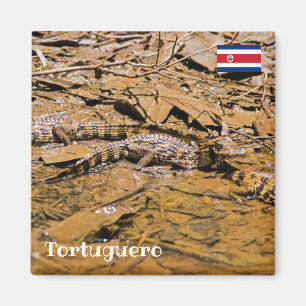 Aimant Costa Rica, Tortuguero - Bébés crocodiles