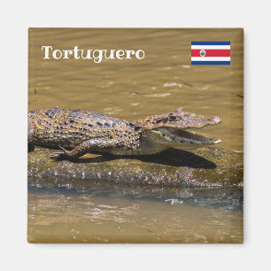 Aimant Costa Rica, Tortuguero - Crocodile mouillant