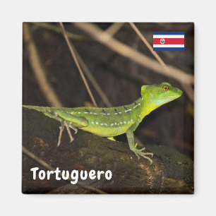 Aimant Costa Rica, Tortuguero - Emerald Basilisk Lizard