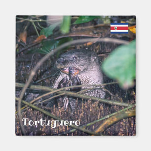 Aimant Costa Rica, Tortuguero - Poisson à la louche