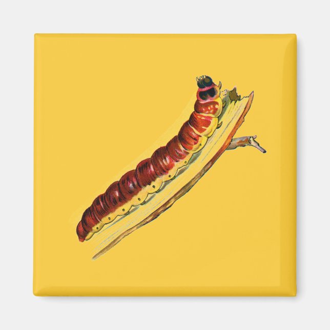 Aimant Cosus cossus caterpillar (Devant)