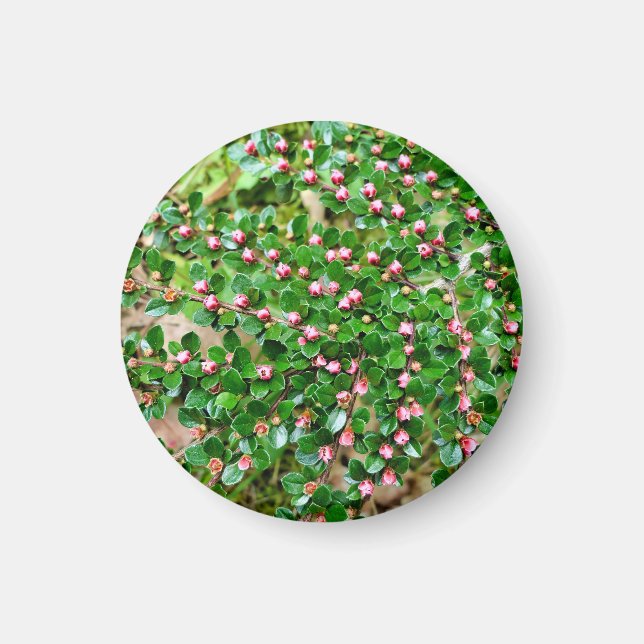 Aimant Cotonou horizontalis (Devant)