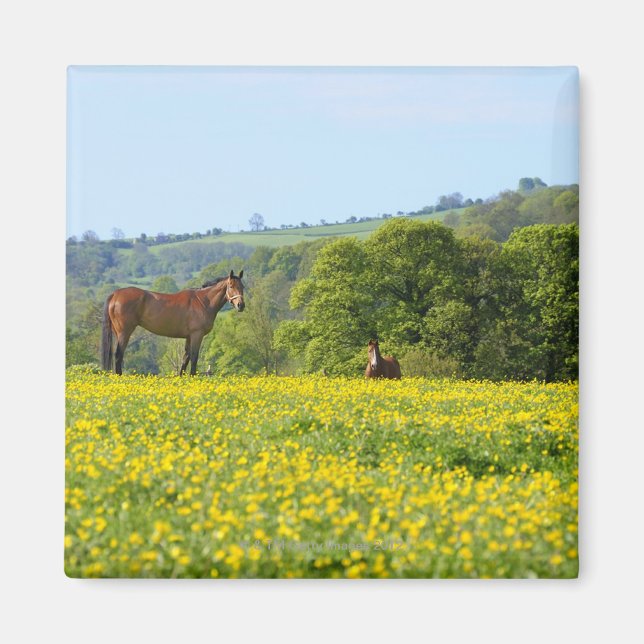 Aimant Cotswolds, UK (Devant)