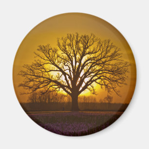 Aimant Coucher du soleil de chêne de bureau